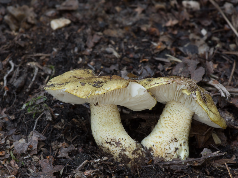 Tricholoma joachimii